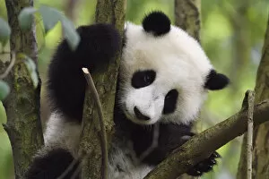 Ailuropoda Gallery: Giant panda (Ailuropoda melanoleuca) cub in tree, Chengdu Panda Breeding Centre, Sichuan, China