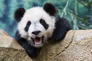 Ailuropoda Gallery: Giant panda (Ailuropoda melanoleuca) cub yawning. Yuan Meng, first giant panda ever born in France