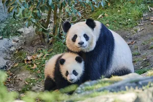 Giant panda (Ailuropoda melanoleuca) cub Yuandudu, aged 8 months, sitting beside her mother, Huan Huan, Beauval ZooPark Giant panda (Ailuropoda melanoleuca) cub Yuandudu, aged 8 months, sitting beside her mother, Huan Huan, Beauval ZooPark
