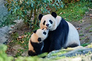 Giant panda (Ailuropoda melanoleuca) cub Yuandudu, aged 8 months, nuzzling her mother, Huan Huan, Beauval ZooPark, France, April, 2022. Captive