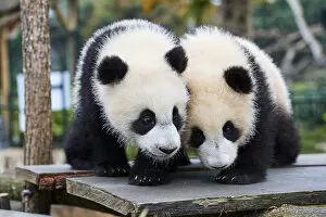 Giant panda (Ailuropoda melanoleuca) cubs, Yuandudu and Huanlili, aged 8 months, side by side, Beauval ZooPark, France