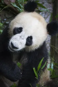 Giant Panda Prints: Giant panda (Ailuropoda melanoleuca) feeding on bamboo at the Ya an Bifengxia