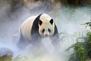 Ailuropoda Melanoleuca Gallery: Giant panda (Ailuropoda melanoleuca) female, Huan Huan, out in her enclosure in mist