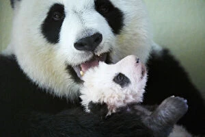 2018 January Highlights Gallery: Giant panda (Ailuropoda melanoleuca) female, Huan Huan, holding baby, aged two months
