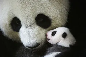 Giant Panda Collection: Giant panda (Ailuropoda melanoleuca) female, Huan Huan, holding baby age one month