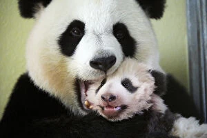 Ailuropoda Melanoleuca Gallery: Giant panda (Ailuropoda melanoleuca) female, Huan Huan, holding baby age three months