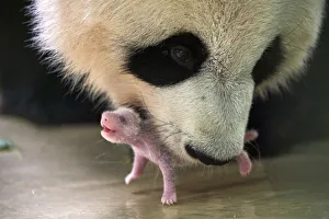 Ailuropoda Gallery: Giant panda (Ailuropoda melanoleuca) female, Huan Huan, picking up her baby age 8 days