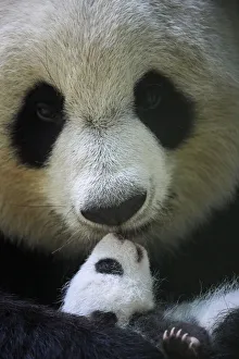 Ailuropoda Gallery: Giant panda (Ailuropoda melanoleuca) female, Huan Huan, holding cub aged one month