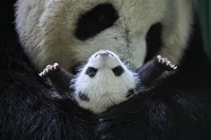 Giant panda (Ailuropoda melanoleuca) female, Huan Huan, holding cub aged one month