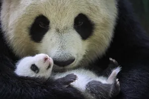 Giant panda (Ailuropoda melanoleuca) female, Huan Huan, holding cub aged one month
