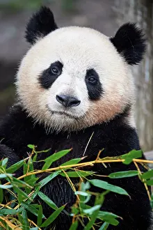 Zoos Prints: Giant panda (Ailuropoda melanoleuca) female