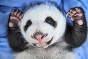 Giant panda (Ailuropoda melanoleuca) female cub aged 1 month, Beauval ZooPark