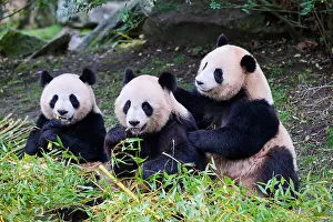 Side By Side Prints: Giant panda (Ailuropoda melanoleuca) female with two cubs