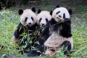 Side By Side Prints: Giant panda (Ailuropoda melanoleuca) female with two cubs
