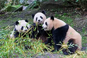 Side By Side Prints: Giant panda (Ailuropoda melanoleuca) female with two cubs
