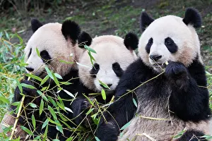 Side By Side Prints: Giant panda (Ailuropoda melanoleuca) female with two cubs