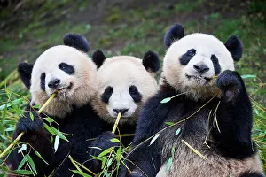 Side By Side Prints: Giant panda (Ailuropoda melanoleuca) female with two cubs