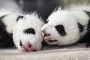 Giant panda (Ailuropoda melanoleuca) female cubs aged 1 month in incubator