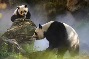 2018 July Highlights Prints: Giant panda (Ailuropoda melanoleuca) female Huan Huan and her cub out in their enclosure in mist