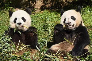 Zoos Prints: Giant panda (Ailuropoda melanoleuca) female and juvenile cub aged 2 years