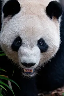 Captive Prints: Giant panda (Ailuropoda melanoleuca) head portrait