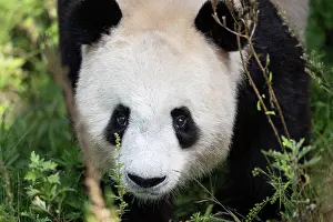 Captive Prints: Giant panda (Ailuropoda melanoleuca) head portrait