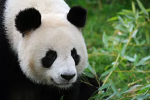 Giant Panda Gallery: Giant panda (Ailuropoda melanoleuca) portrait, captive, Zoo Parc de Beauval, France