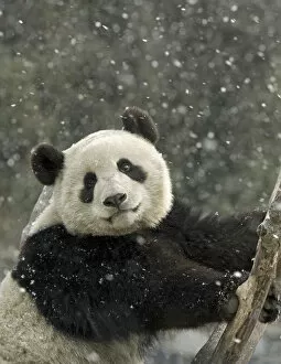 Giant panda (Ailuropoda melanoleuca) portrait, in falling snow. Captive bred, in enclosure