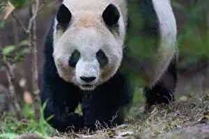 Captive Prints: Giant panda (Ailuropoda melanoleuca) portrait