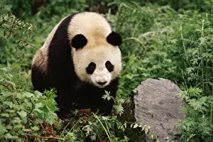 Giant Panda Collection: Giant panda {Ailuropoda melanoleuca} Qionglai Mts, Sichaun, China