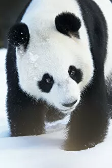 Images Dated 14th January 2017: Giant panda (Ailuropoda melanoleuca) in snow, captive