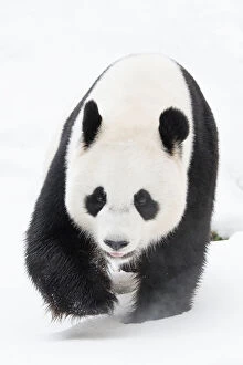 Bear Gallery: Giant panda (Ailuropoda melanoleuca) in snow, captive