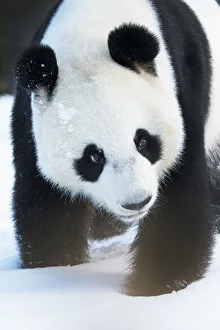 Giant panda (Ailuropoda melanoleuca) in snow, captive