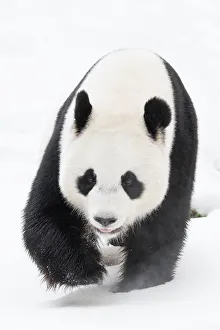 Giant panda (Ailuropoda melanoleuca) in snow, captive