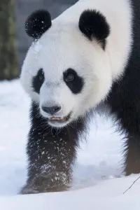 Giant panda (Ailuropoda melanoleuca) in snow, captive