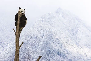 Giant panda (Ailuropoda melanoleuca) at the top of a tree, Sichuan, China, January