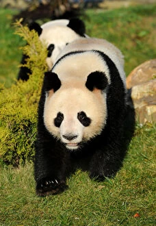 Giant Panda Collection: Giant panda (Ailuropoda melanoleuca) walking, captive, Zoo Parc, Beauval, Endangered