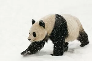 Giant panda (Ailuropoda melanoleuca) walking in the snow, captive (born in 2000)