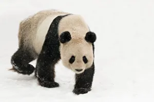 Giant panda (Ailuropoda melanoleuca) walking in snow captive (born in 2000) Occurs China