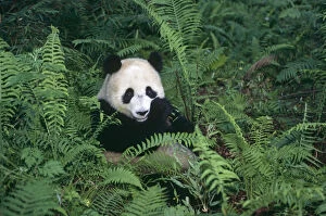 Giant Panda Collection: Giant panda {Ailuropoda melanoleuca} Wolong Nature Reserve, Sichuan, China