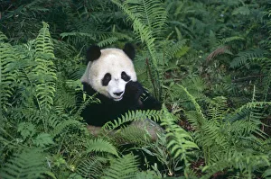 Giant panda {Ailuropoda melanoleuca} Wolong Nature Reserve, Sichuan, China