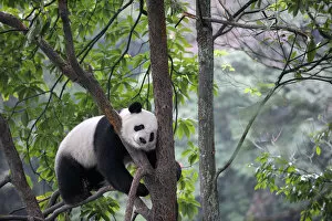 Giant Panda Collection: Giant panda climbing in a tree (Ailuropoda Melanoleuca) Bifengxia Giant Panda Breeding