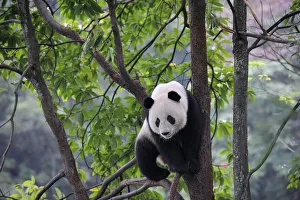 Giant Panda Collection: Giant panda climbing in a tree (Ailuropoda Melanoleuca) Bifengxia Giant Panda Breeding