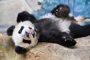 Ailuropoda Gallery: Giant panda cub (Ailuropoda melanoleuca) lying down, Yuan Meng, first Giant panda