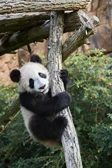 Bear Gallery: Giant Panda cub (Ailuropoda melanoleuca) climbing.Yuan Meng, first Giant panda even born in France