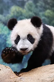 Giant panda cub (Ailuropoda melanoleuca) portrait Yuan Meng, first giant panda ever born in France