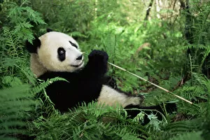 Giant Panda Gallery: Giant panda eating bamboo {Ailuropoda melanoleuca} Wolong NR, Qionglai mts, Sichuan