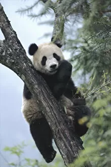 Giant panda eating in tree. Wolong Nature Reserve, China, Sichuan