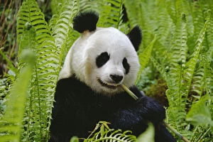 Giant panda feeding {Ailuropoda melanoleuca} Qionglai mtns, Sichuan, China
