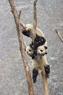Two Giant pandas {Ailuropoda melanoleuca} climbing tree trunk in snow storm, Sichuan
